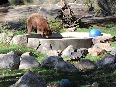 bear mountain state park zoo